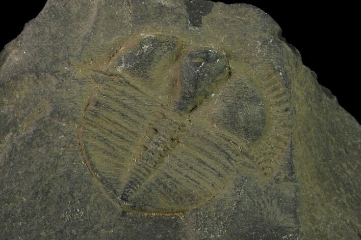 Salterolithus Trilobite Fossil - United Kingdom #135537